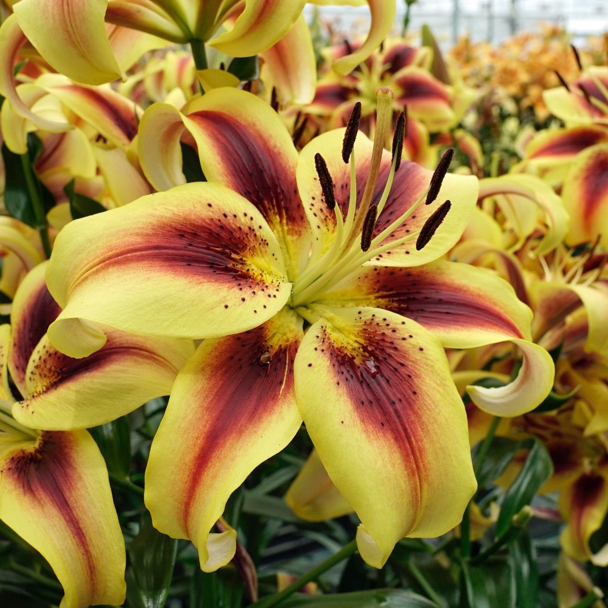 Lilium Viva la Vida (OAO) - meerkleurige lelie - Fluwel