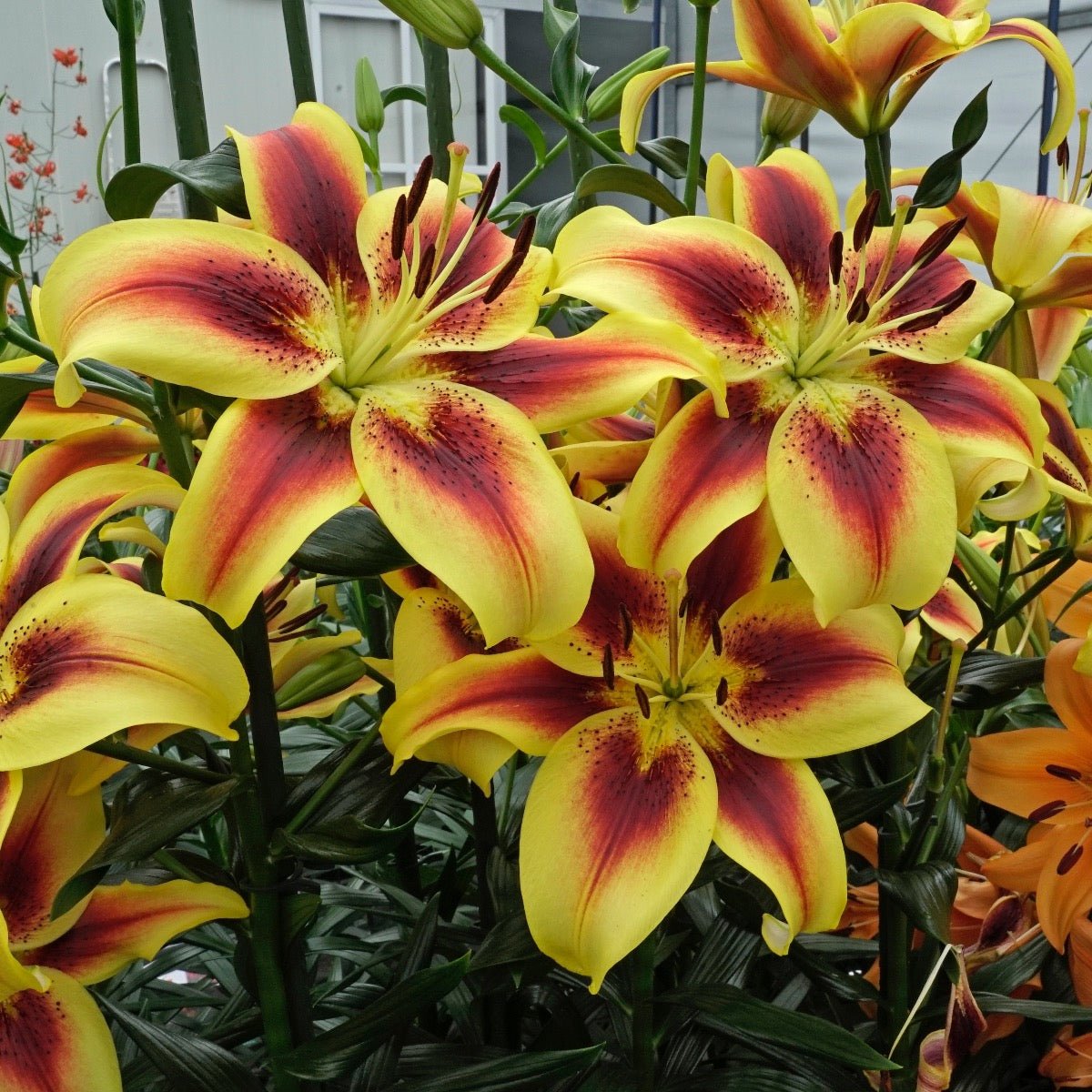 Lilium Viva la Vida (OAO) - Lilies - Fluwel
