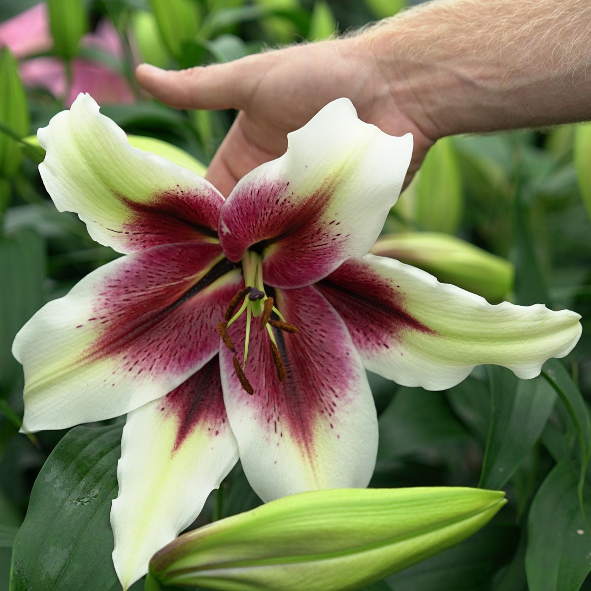 Lilium Zeba - Lilies - Fluwel