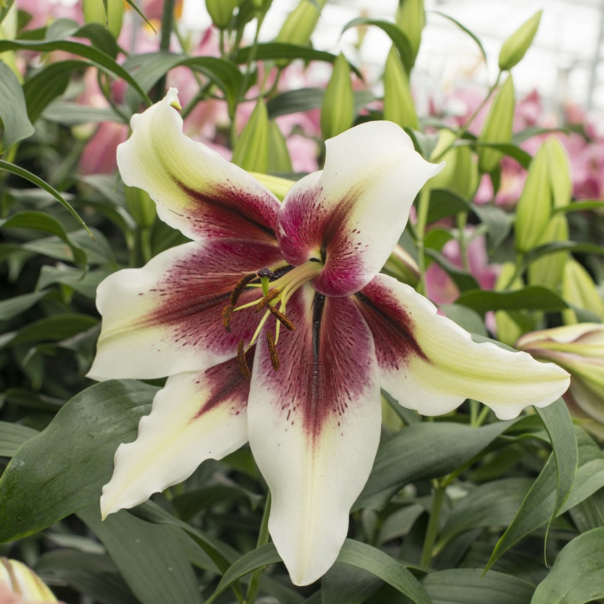 Lilium Zeba - Lilies - Fluwel
