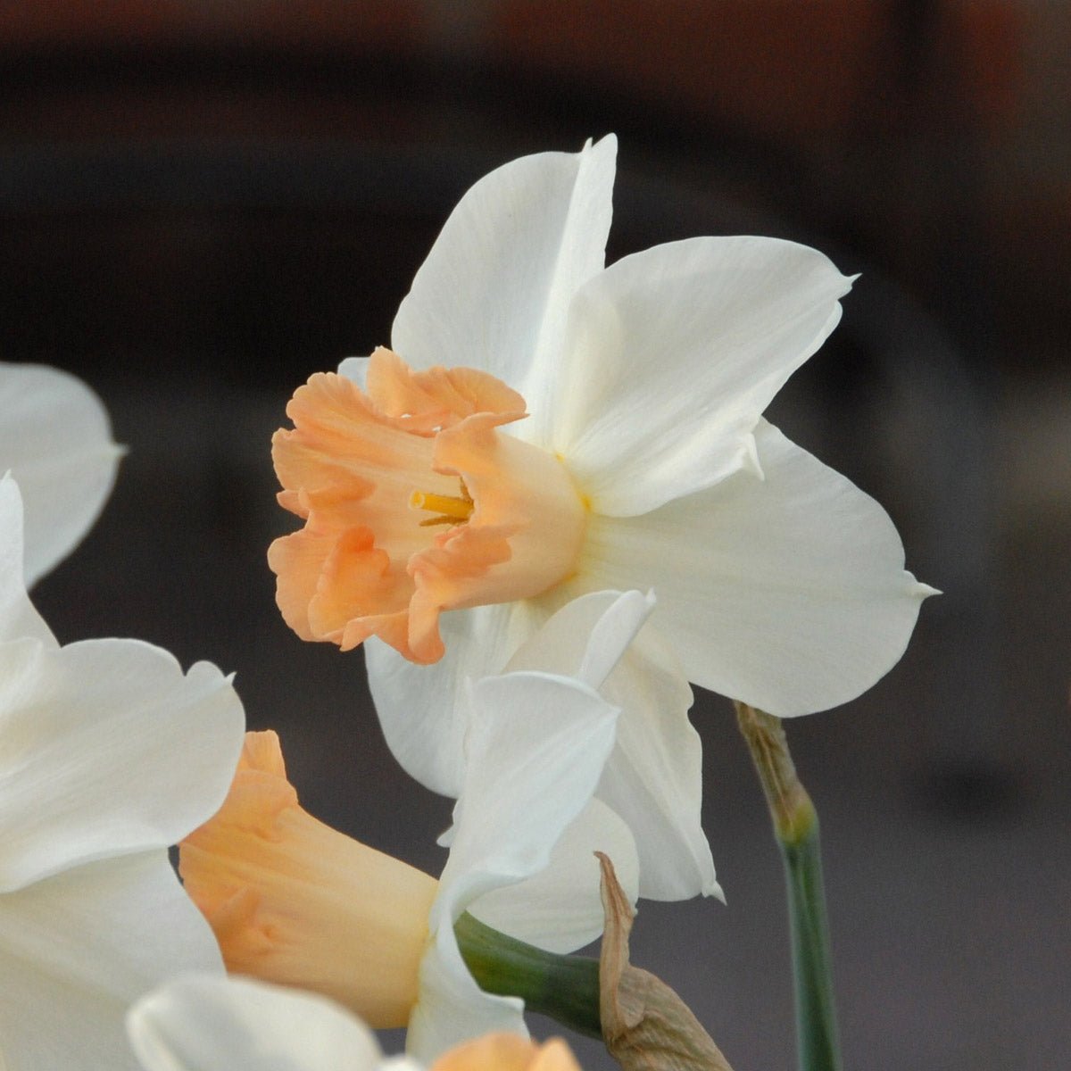 Louise de Coligny - Narcissus - Fluwel