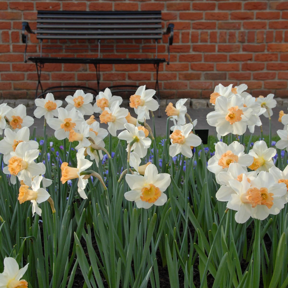 Louise de Coligny - Narcissus - Fluwel