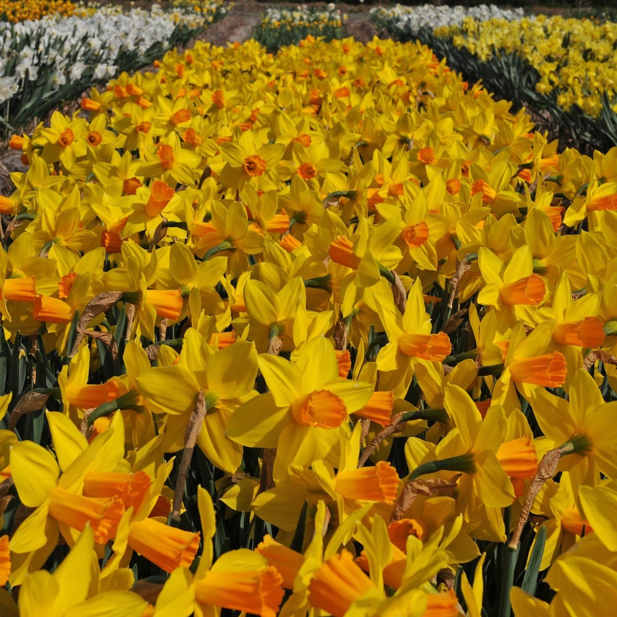 Loving Her - meerkleurige narcis - Fluwel