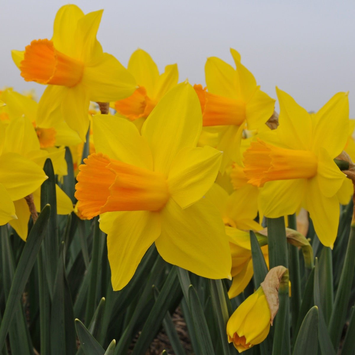 Loving Her - meerkleurige narcis - Fluwel