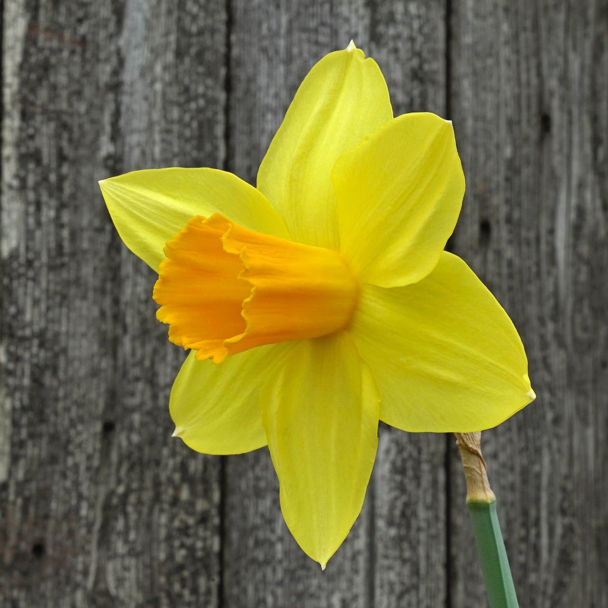 Loving Her - meerkleurige narcis - Fluwel