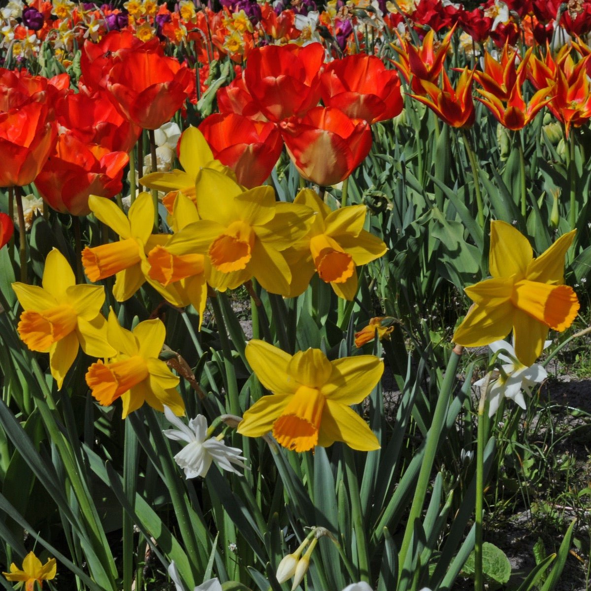 Loving Her - meerkleurige narcis - Fluwel