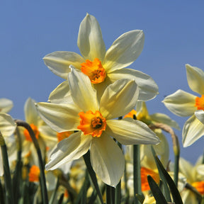 Lucifer - Special Narcissus - Fluwel