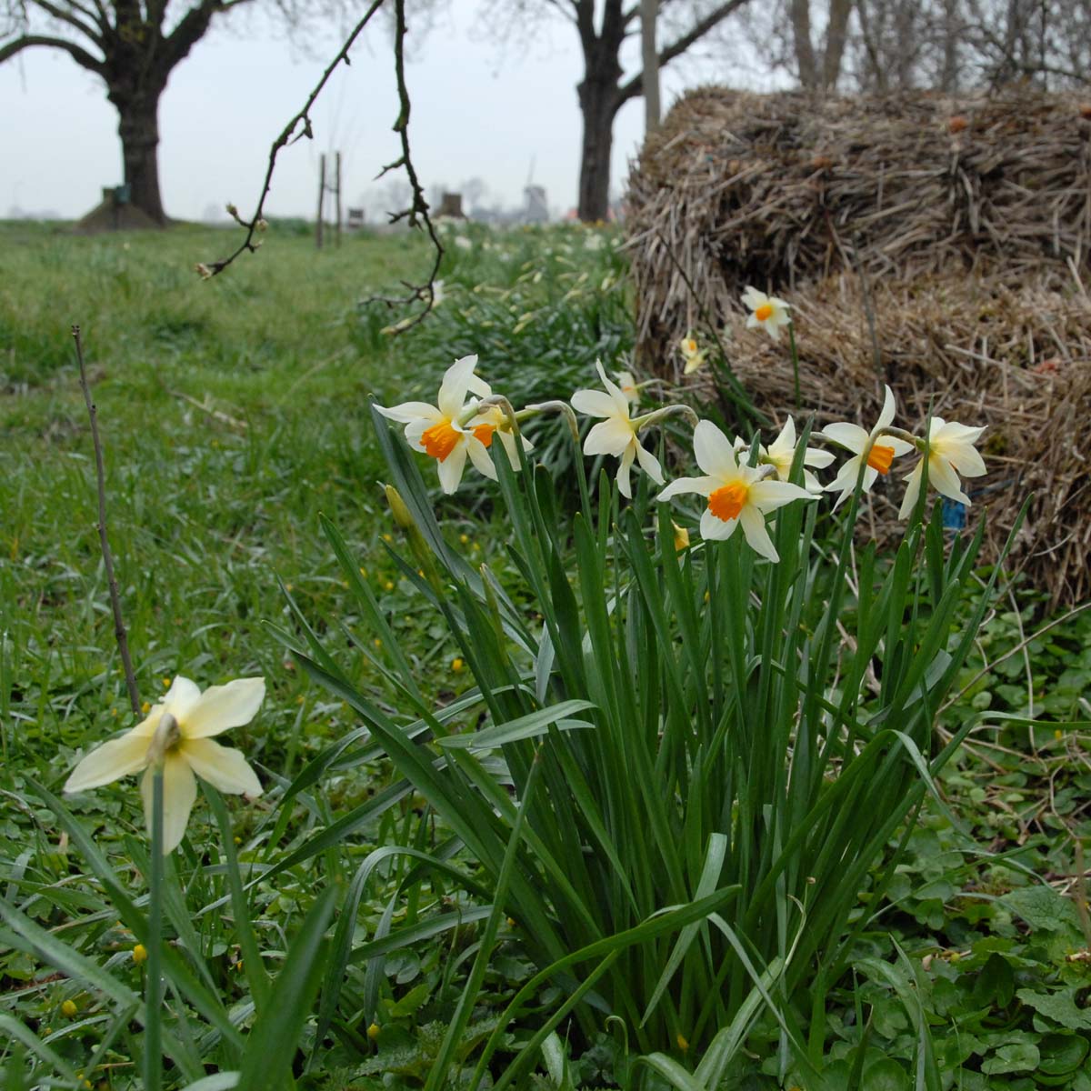 Lucifer - wit-oranje-rode Small-cupped narcis - Fluwel
