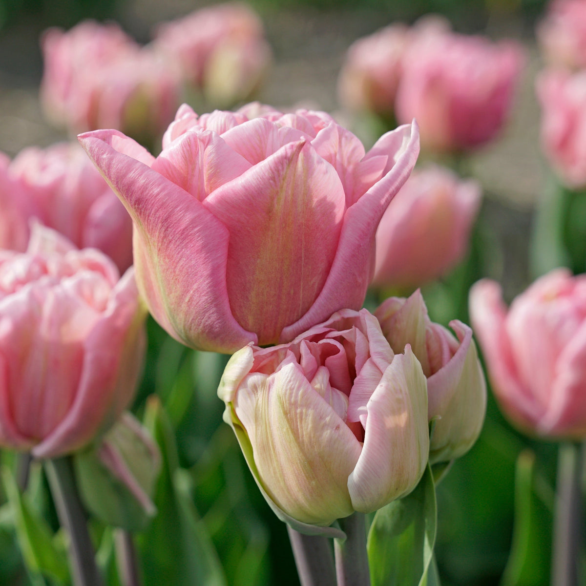 Mariage - Tulips - Fluwel