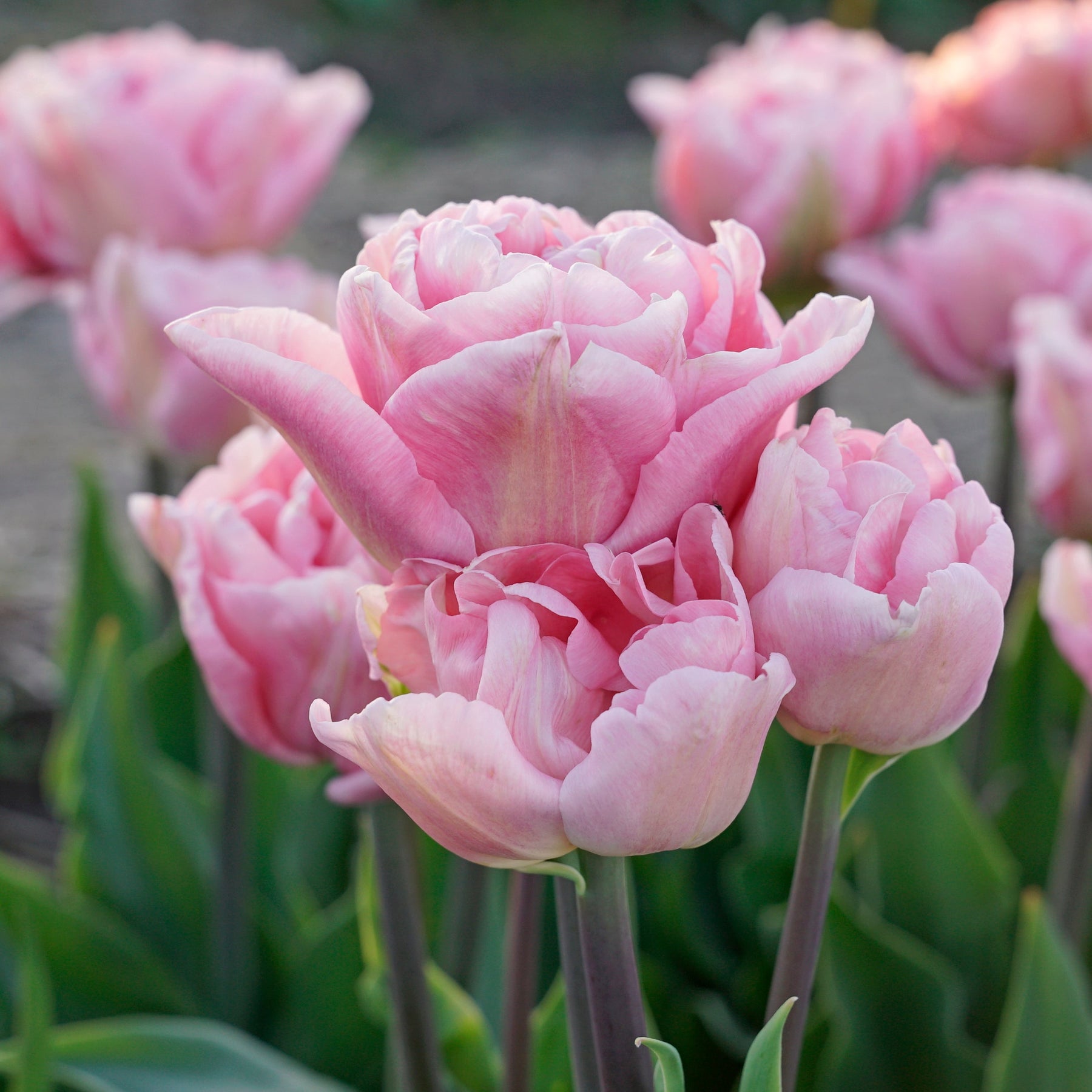 Mariage - Tulips - Fluwel