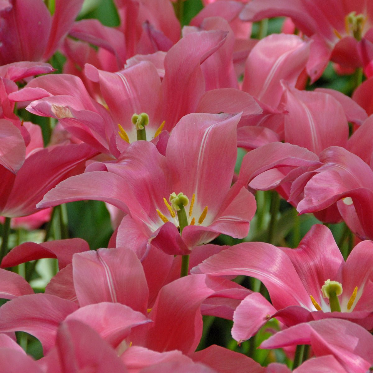 Mariette - Tulips - Fluwel