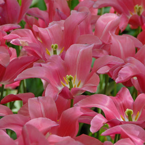 Mariette - Tulips - Fluwel