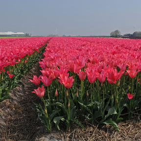 Mariette - Tulips - Fluwel