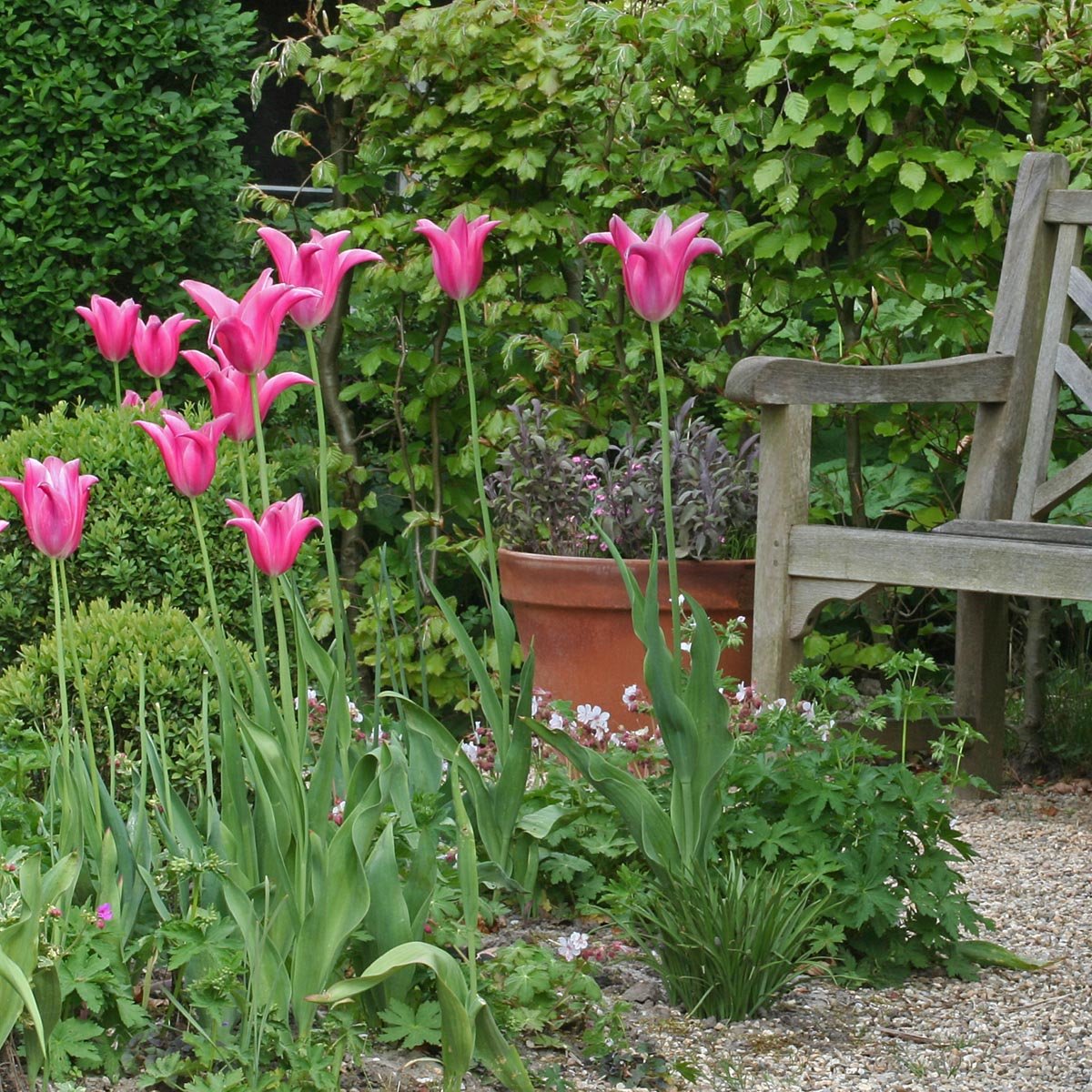 Mariette - Tulips - Fluwel
