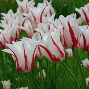 Marilyn - Tulips - Fluwel