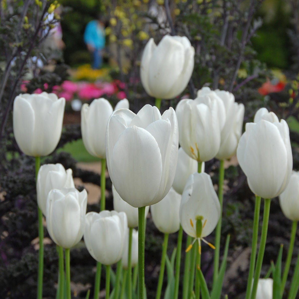 Maureen - Tulips - Fluwel