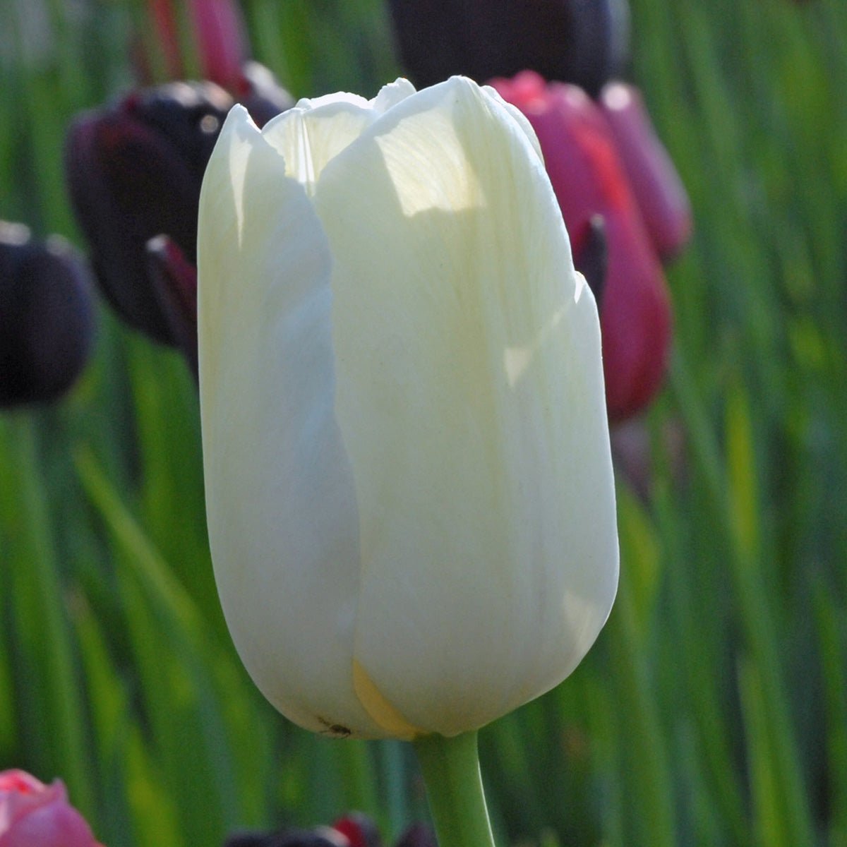 Maureen - Tulips - Fluwel
