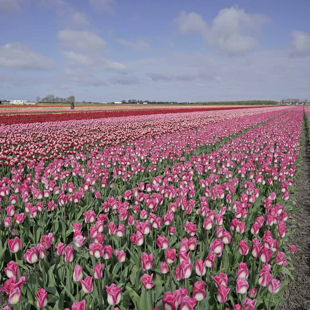 Memphis - Tulips - Fluwel