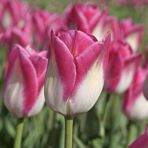 Memphis - Tulips - Fluwel