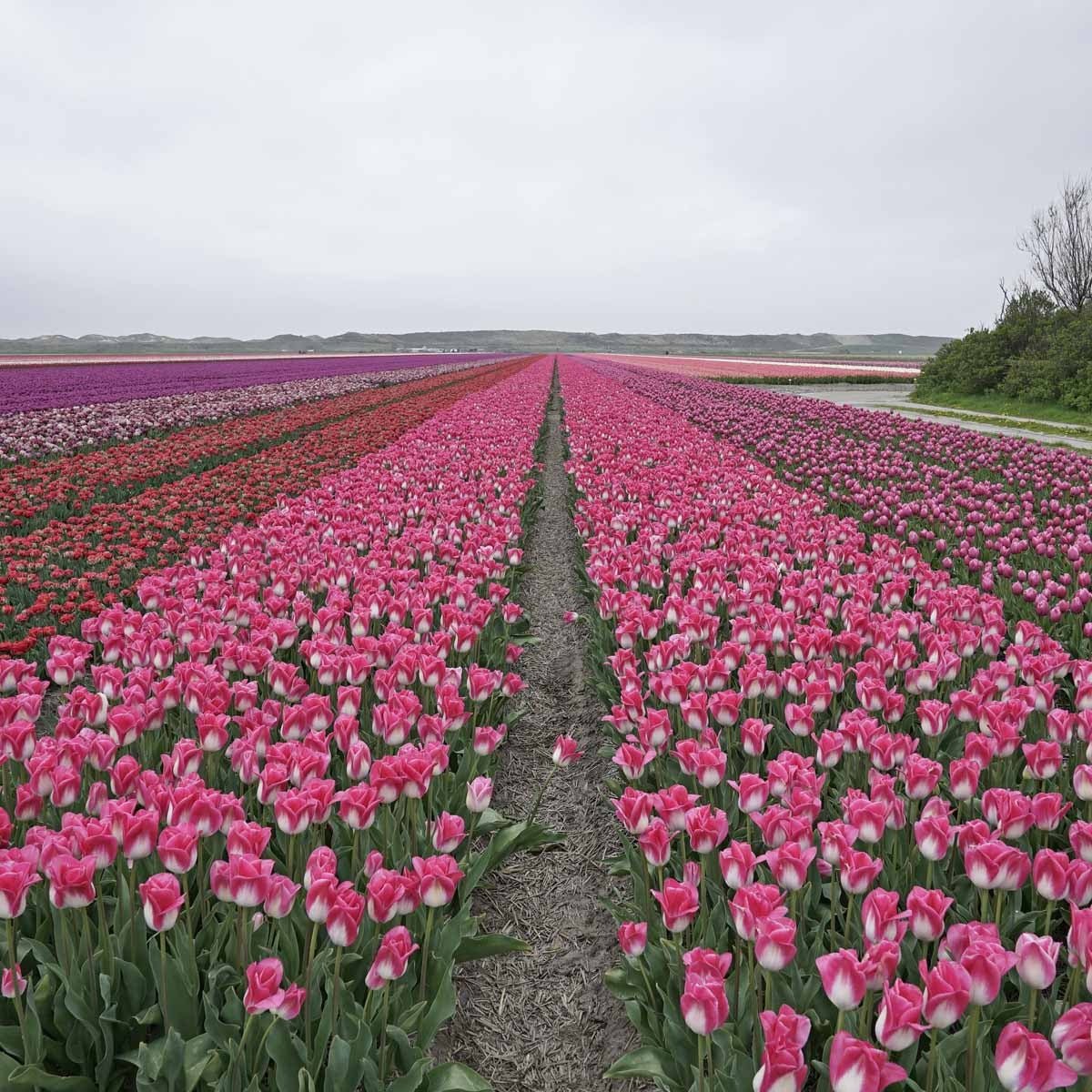 Memphis - Tulips - Fluwel