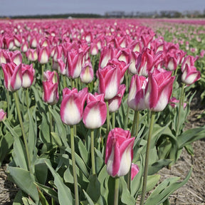 Memphis - Tulips - Fluwel