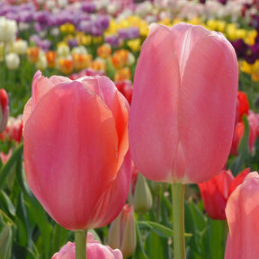 Menton - Tulips - Fluwel