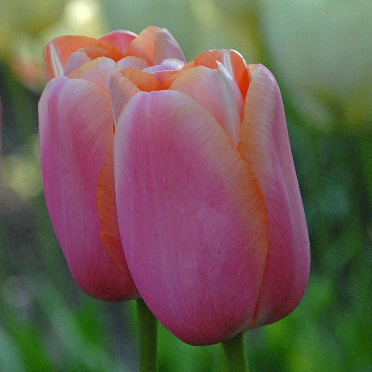 Menton - Tulips - Fluwel