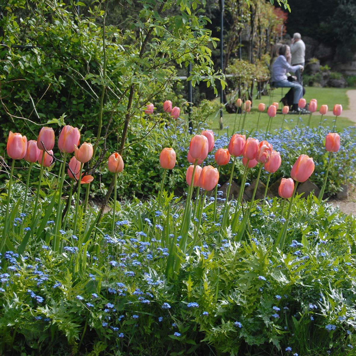 Menton - Tulips - Fluwel
