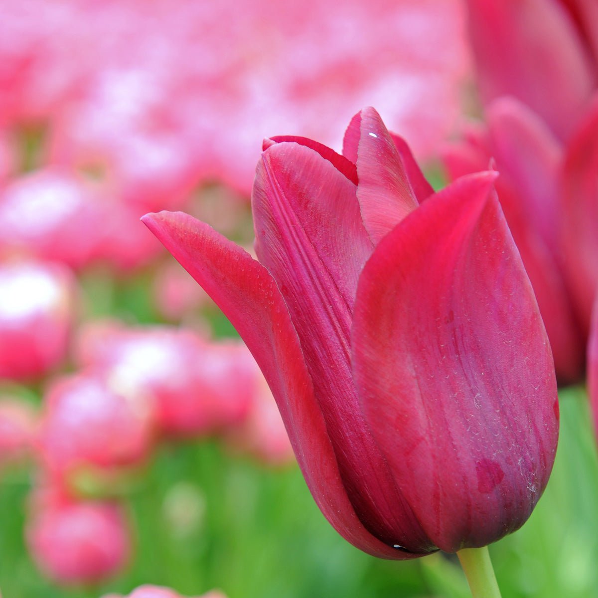 Merlot - Tulips - Fluwel