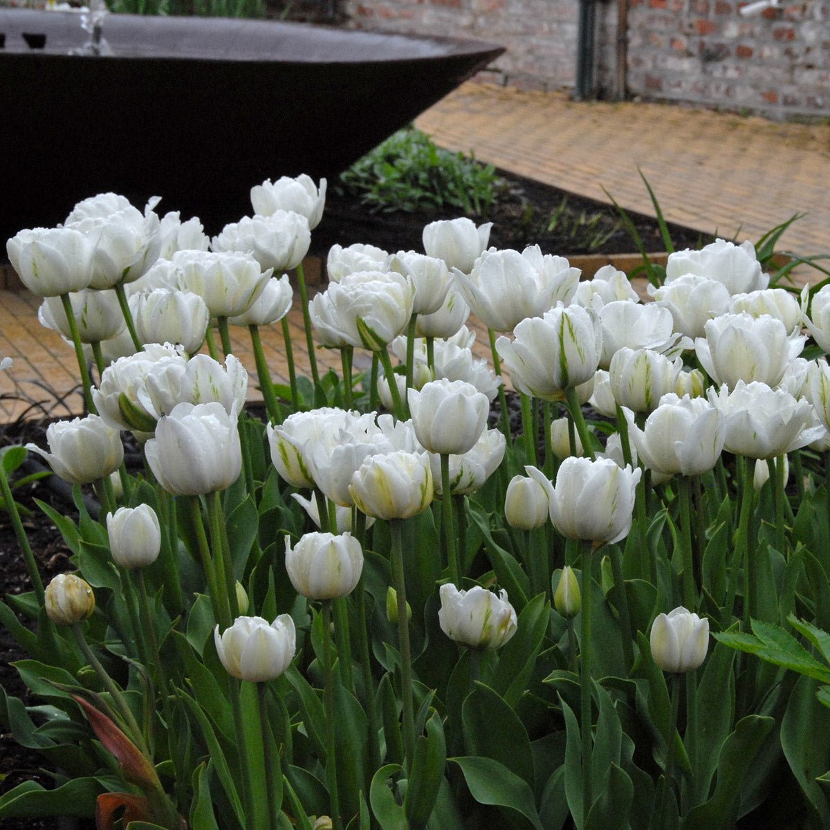 Mount Tacoma - Tulips - Fluwel