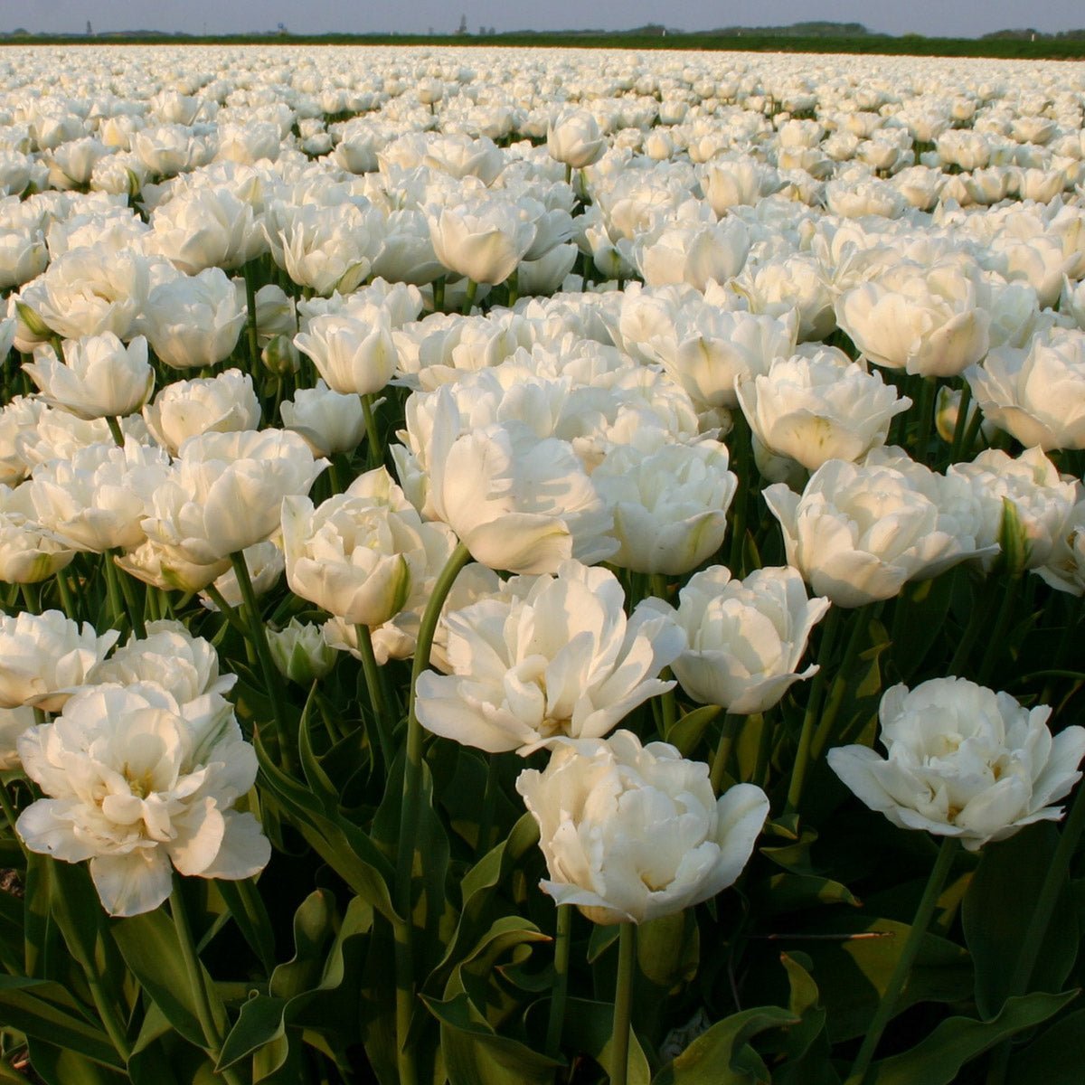 Mount Tacoma - Tulips - Fluwel