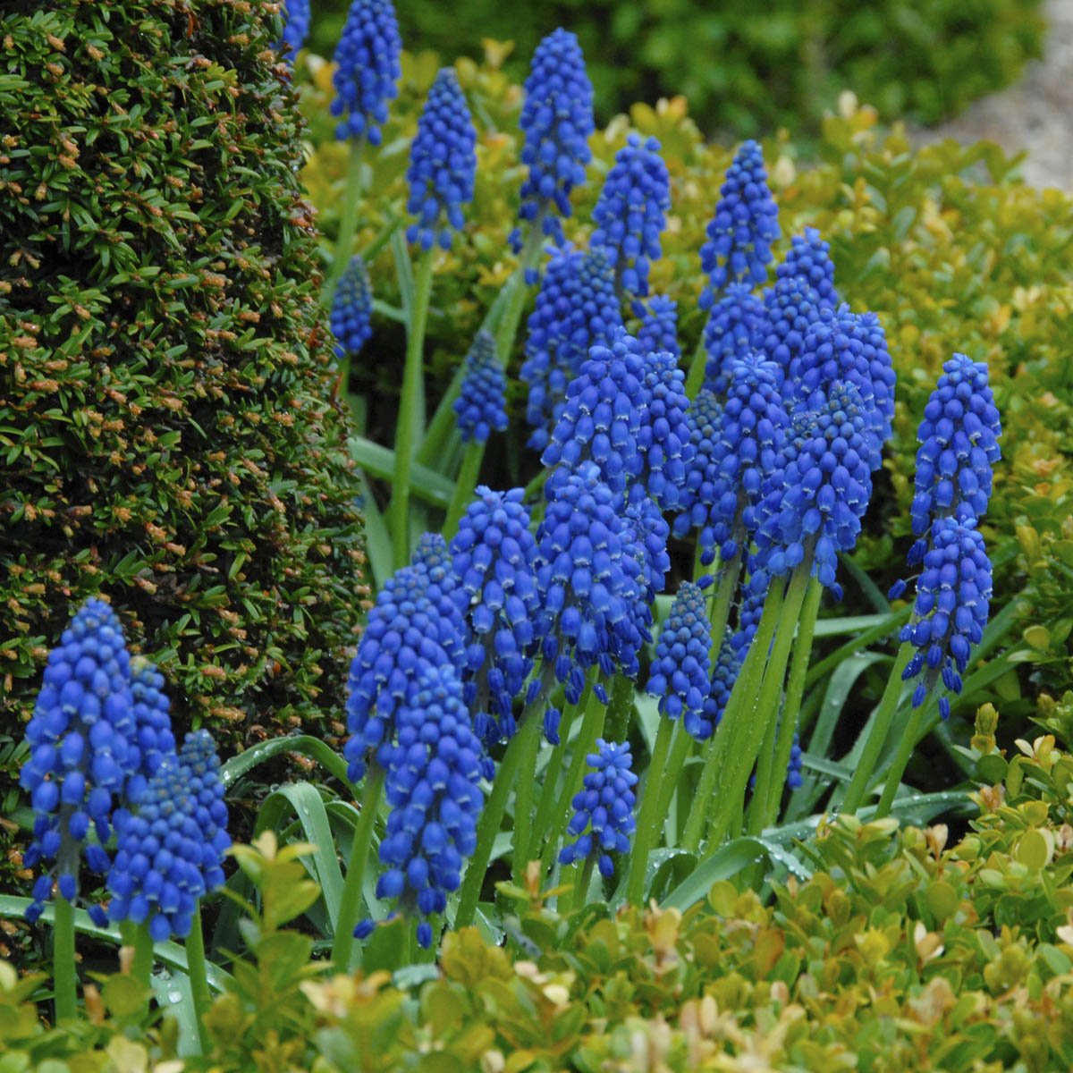 Muscari armeniacum - blauwe muscari - Fluwel