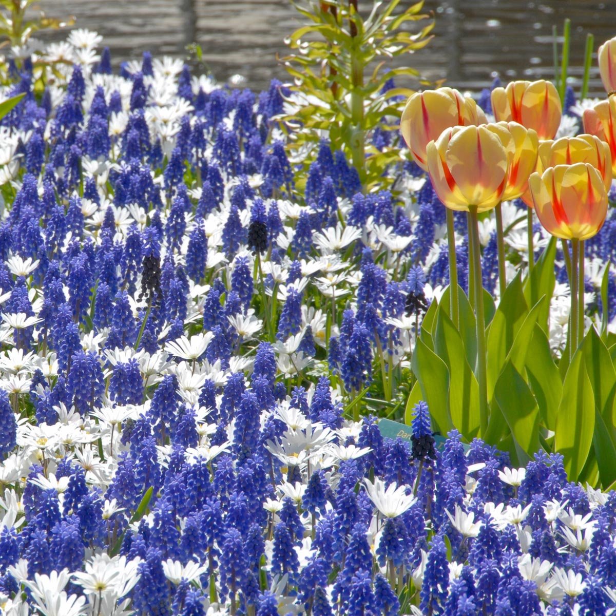 Muscari armeniacum - blauwe muscari - Fluwel
