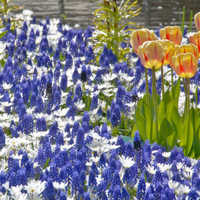 Muscari armeniacum - Spring specialty bulbs - Fluwel