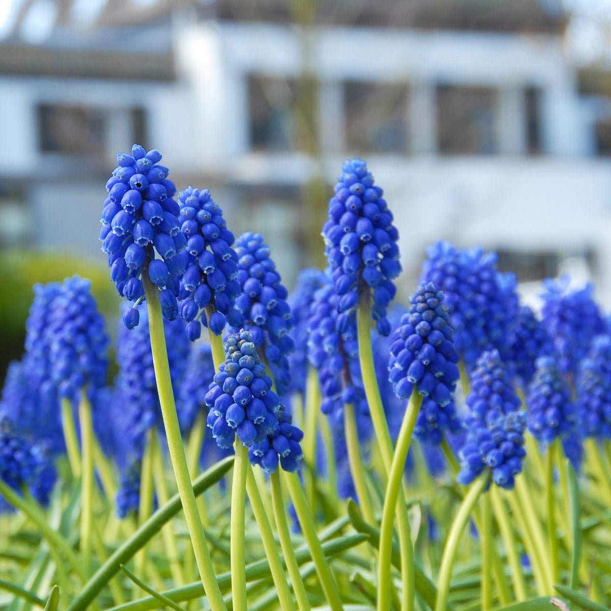 Muscari armeniacum - blauwe muscari - Fluwel