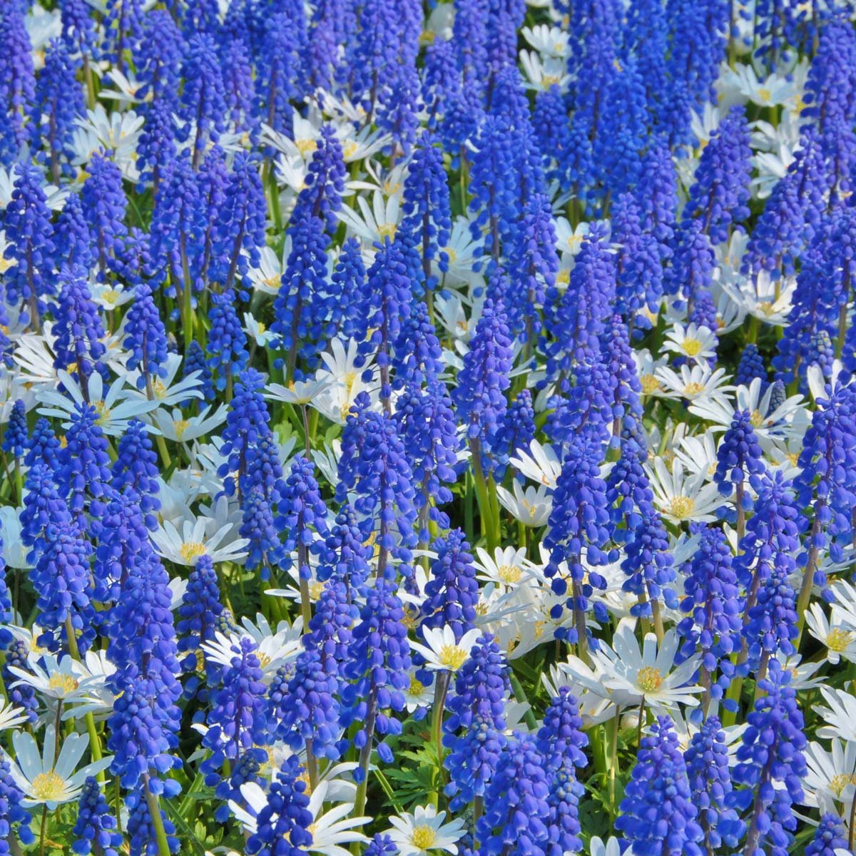 Muscari armeniacum - blauwe muscari - Fluwel