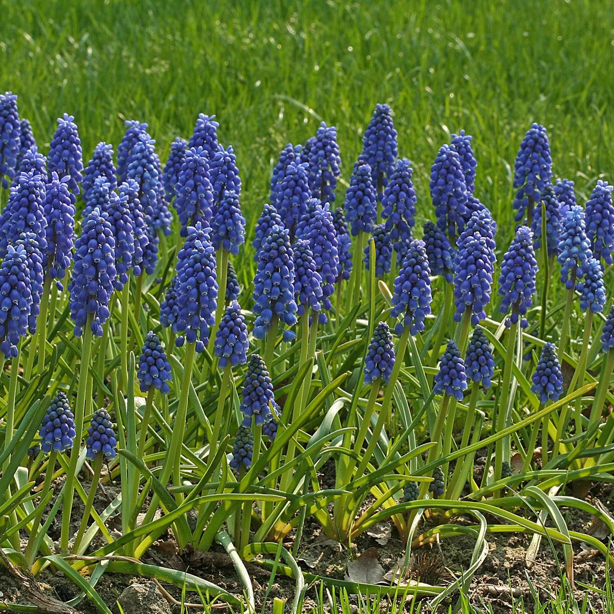 Muscari armeniacum - blauwe muscari - Fluwel