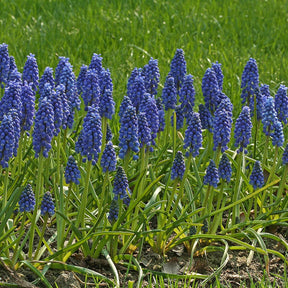 Muscari armeniacum - Spring specialty bulbs - Fluwel
