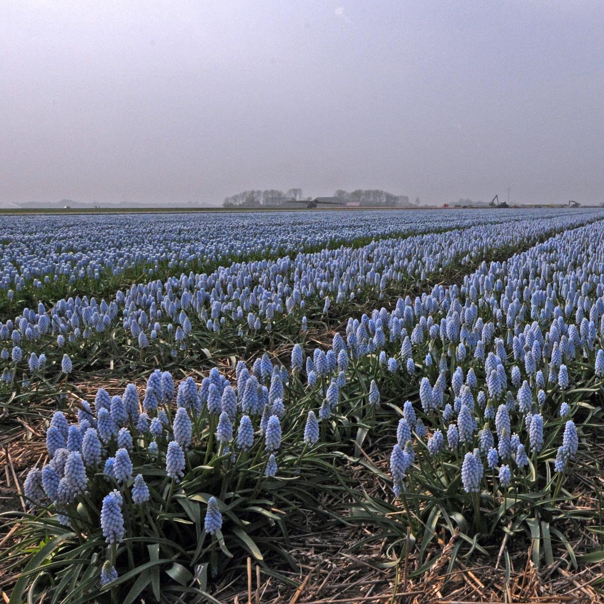 Muscari Baby's Breath - Spring specialty bulbs - Fluwel