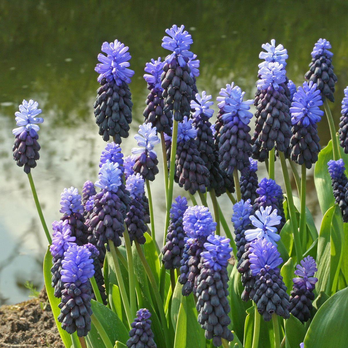 Muscari latifolium - blauwe muscari - Fluwel