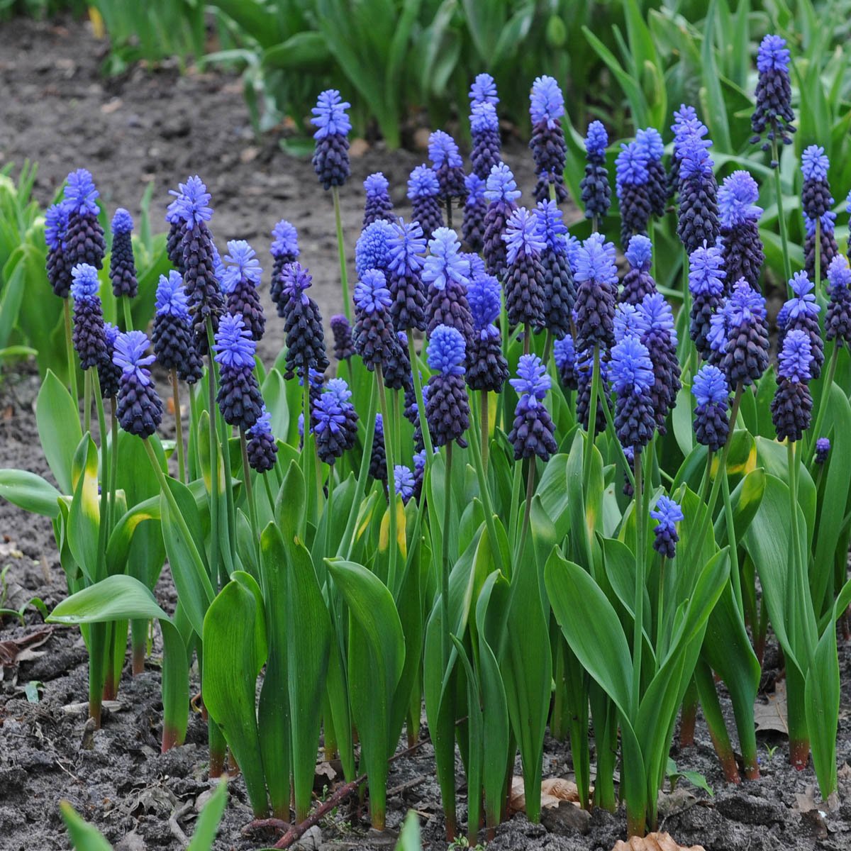 Muscari latifolium - blauwe muscari - Fluwel