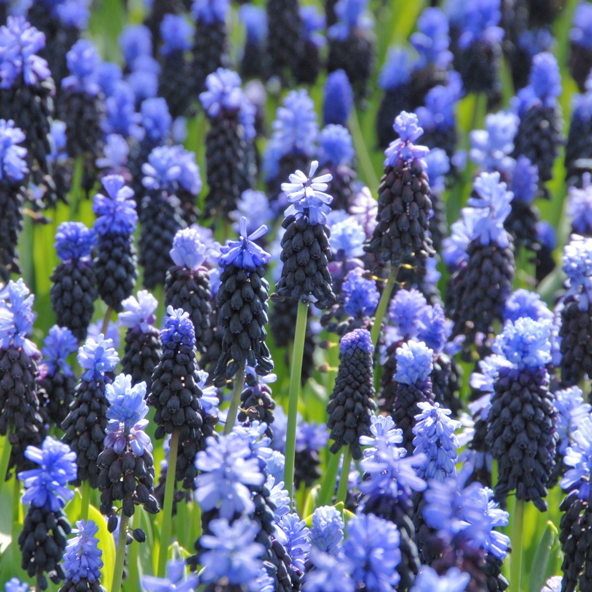 Muscari latifolium - blauwe muscari - Fluwel