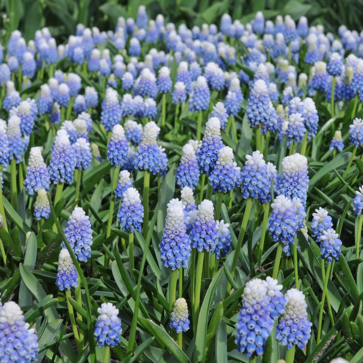 Muscari Mountain Lady - Spring specialty bulbs - Fluwel