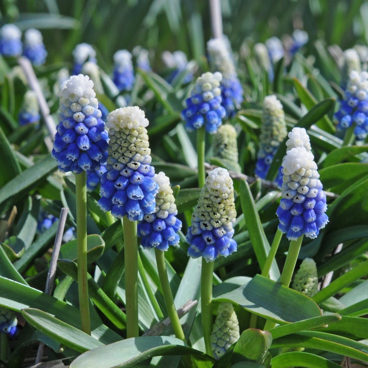 Muscari Mountain Lady - Spring specialty bulbs - Fluwel