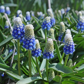 Muscari Mountain Lady - Spring specialty bulbs - Fluwel