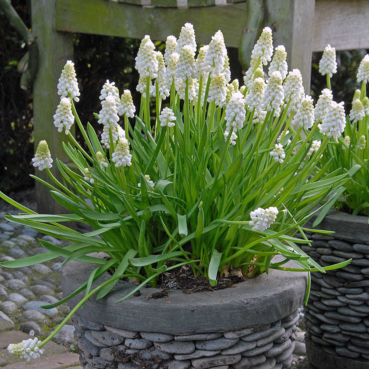 Muscari White Magic - witte muscari - Fluwel