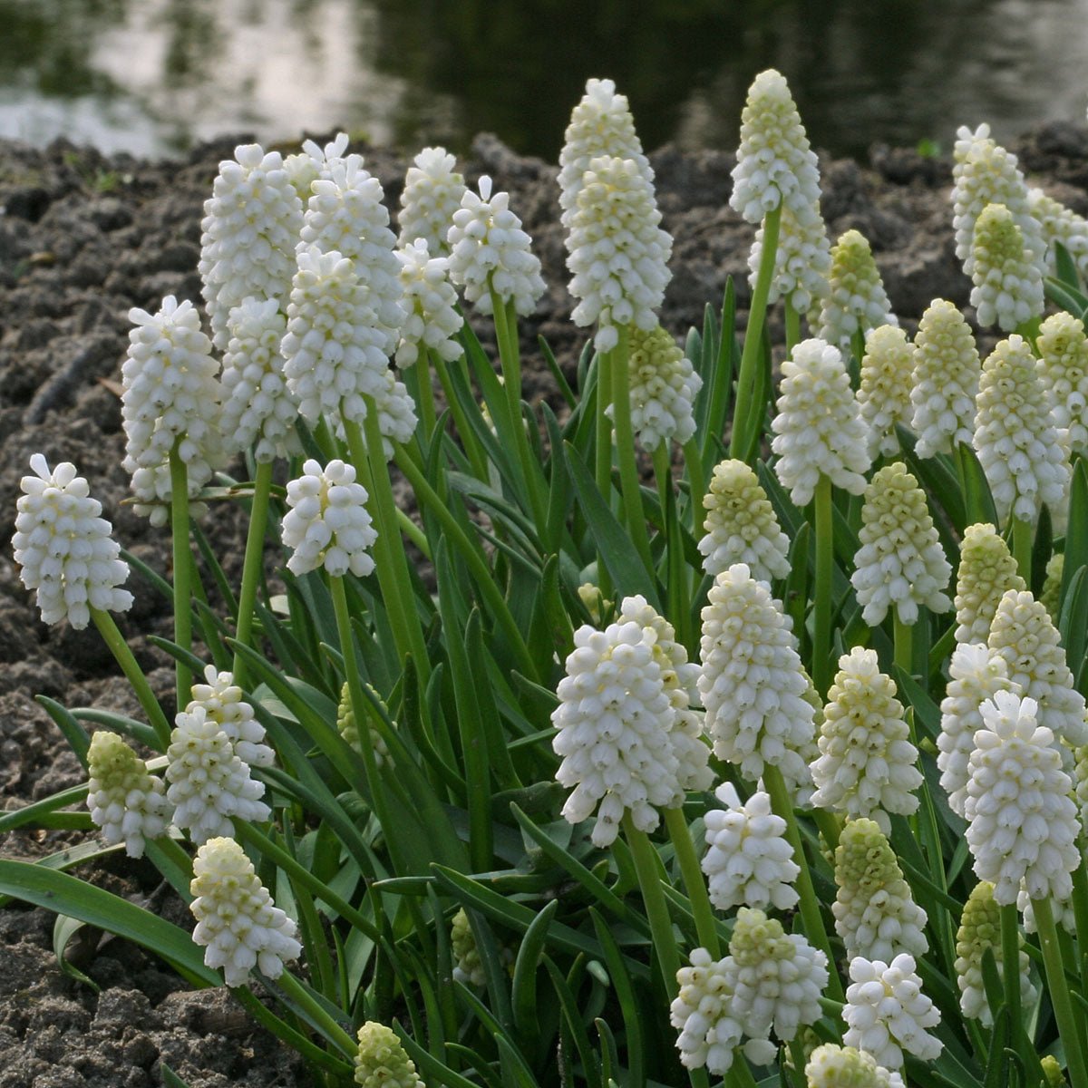 Muscari White Magic - witte muscari - Fluwel