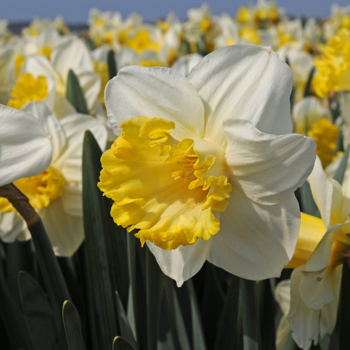 My Dearest - Special Narcissus - Fluwel