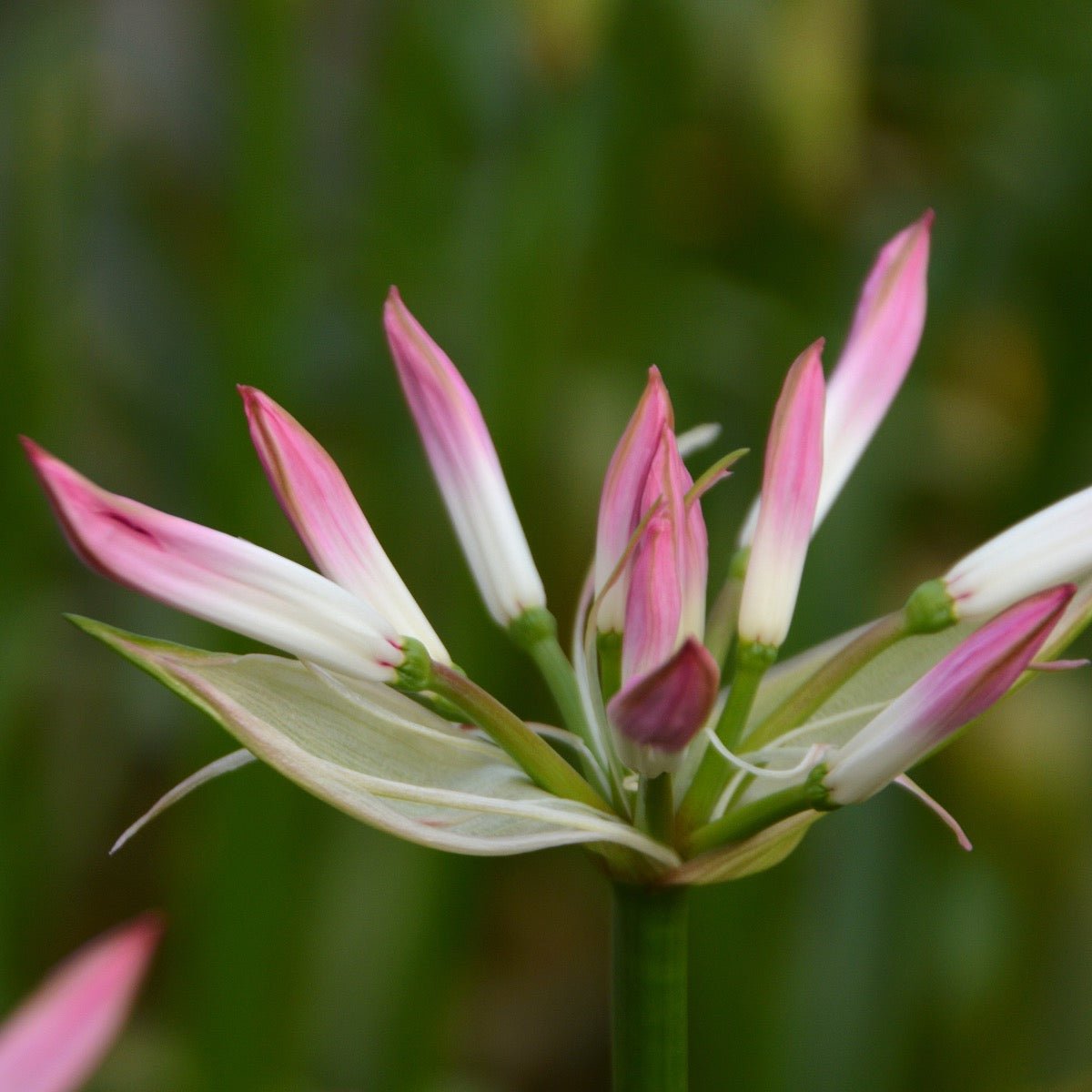 Nerine bowdenii Lipstick - Nerines - Fluwel