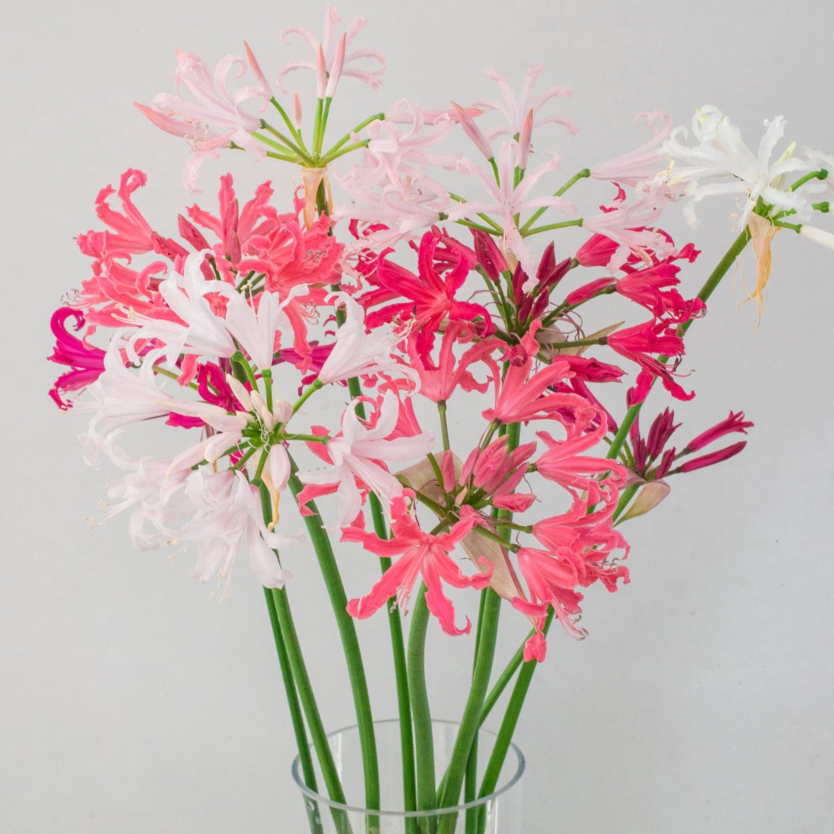 Nerine bowdenii mixture - Nerines - Fluwel